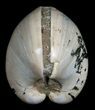 Polished Fossil Clam - Large Size #5266-1